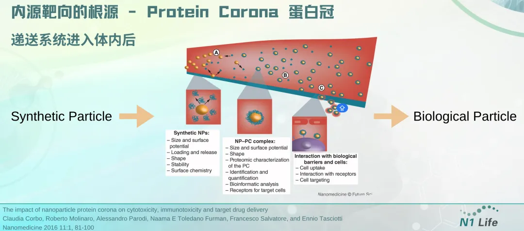 Academician Wender from Stanford, Co-founder of N1 Life, Unveils Latest RNA Delivery Vector for Tunable Liver-Targeted Delivery